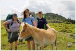 Grayson Highlands Ponies