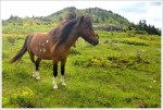 Grayson Highlands Ponies