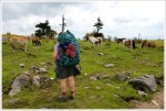 Grayson Highlands Ponies