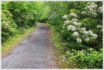 Mountain Laurel Along the Virginia Creeper