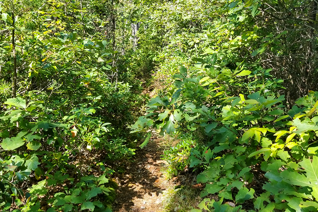 The trail was very overgrown.