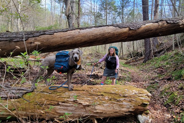 Fallen hemlocks