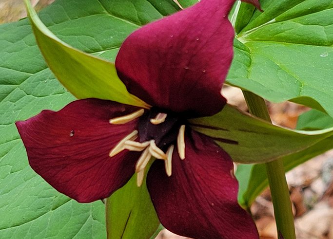 Red trillium